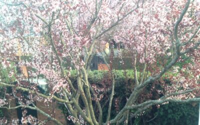 Primavera y alergias: alarma en personas mayores