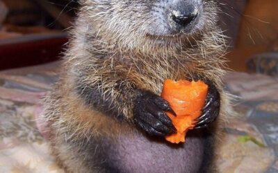 El día de la marmota en la Residencia