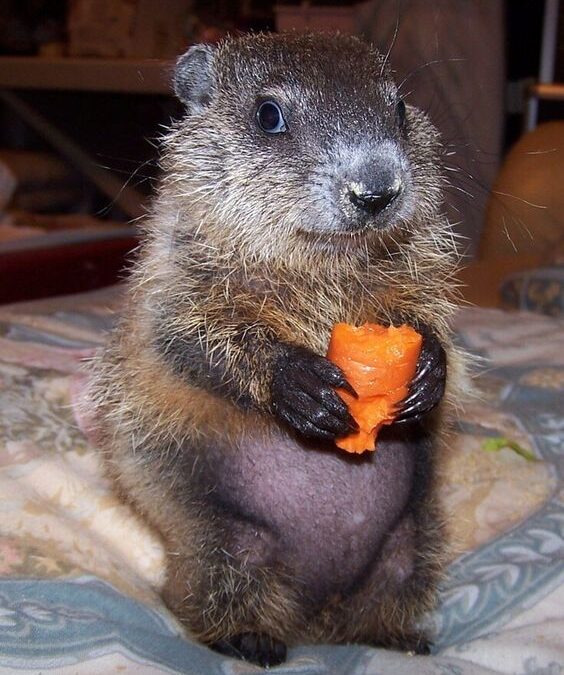 marmota